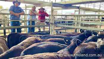 Forbes store cattle sale topped at $4350 by Angus cows with calves - The Land Newspaper