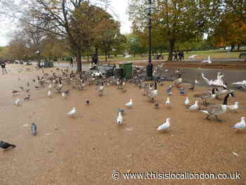 Bird Flu warning for London's Royal Parks