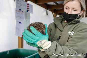“Zo veel slakken en wormen dit jaar dat er nog late tweede worp is geweest bij egels”