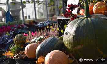 Herbstmarkt in Bexbach: Das erwartet euch am Samstag (16. Oktober 2021) - sol.de