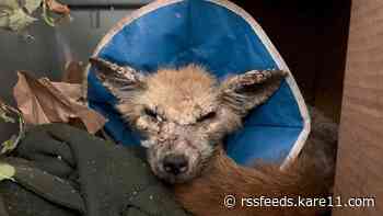 Lost fur, open wounds: Sick foxes susceptible to mange can survive if trapped, treated