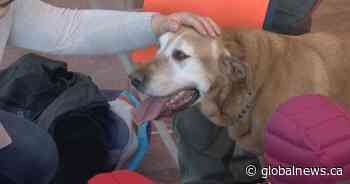 Health Canada funds training program for service dogs for veterans with PTSD