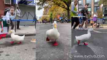 A duck ran in the New York City Marathon, and it wore little duck shoes while doing so - The A.V. Club