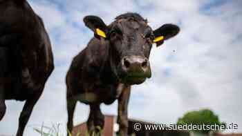 Wagyu-Zucht ad acta gelegt - Süddeutsche Zeitung