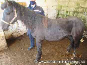 Man filmed hitting his pony with a pole in supermarket car park receives 5 year ban