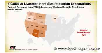 Drought-stricken livestock producers faced with tough decisions