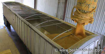 Pros, cons of distillers grains as winter cattle supplement
