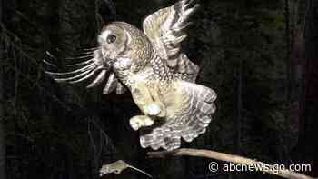 'Faulty' science used by Trump appointees to cut owl habitat