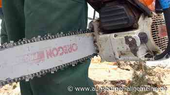 Mann wird bei Fällarbeiten von Baum getroffen: Unterschenkel zertrümmert