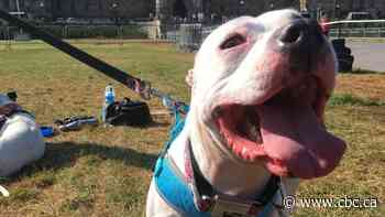 Ford says Ontario's pit bull ban not changing, expresses sympathy for boy bitten by dog