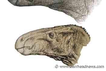 Retired doctor discovers dinosaur with 'unusually large' nose - Barrhead News