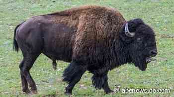 Program to kill Grand Canyon bison nets 4 animals, criticism