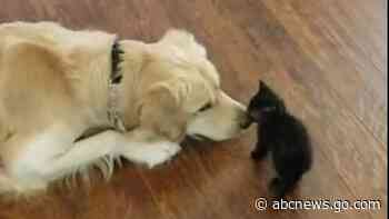 WATCH:  Golden retriever tries to be kitten's fur-riend
