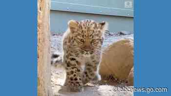 WATCH:  Amur leopard cub makes zoo debut