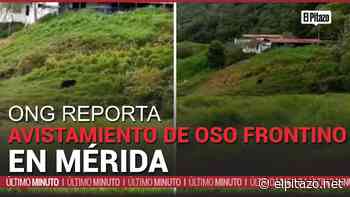 ONG reporta avistamiento de oso frontino en Mérida - El Pitazo