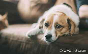 Coronavirus Detected In Pet Dog In UK: Report - NDTV