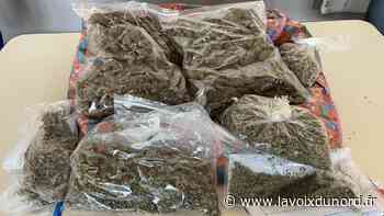 Arras : un couple arrêté et condamné pour trafic de cannabis, 1,3 kilo saisi - La Voix du Nord