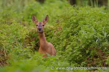Peace Region free of deadly deer disease but more sampling needed - Dawson Creek Mirror