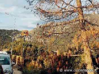 Alberi nel piazzale dell'ospedale: occhi puntati sul loro stato di salute - ciociariaoggi.it