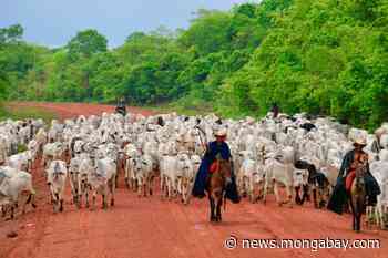 Forest declarations are nice, but profitability determines land use in the Amazon (Book excerpt) - Mongabay.com