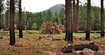 Forest Service to allocate $54 million for forest restoration work in northern Arizona - KNAU Arizona Public Radio