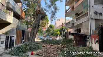 Delhi HC directs forest department to examine if 60-year-old peepal tree is dangerous - The Indian Express