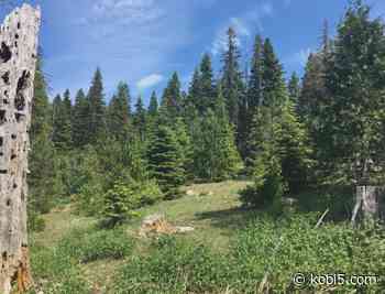 $1.1M grant approved to protect forest land on Mt. Ashland - KOBI-TV NBC5 / KOTI-TV NBC2