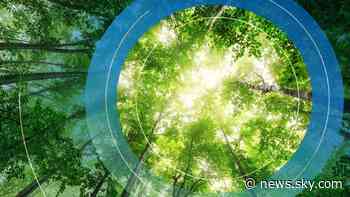 Climate Change: In this Scottish forest trees are being cut down for the good of the planet - Sky News