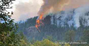 Timber Poachers Set a Forest on Fire. Tree DNA Sent One to Prison. - The New York Times