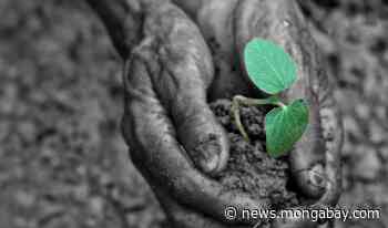 Podcast: Natural forest regeneration's critical role in reforestation goals - Mongabay.com