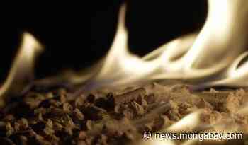 COP26: EU is committed to forest biomass burning to cut fossil fuel use - Mongabay.com