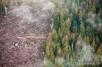 COP26 deforestation deal could help slow climate change, but Canada's boreal forest loses out in carbon accounting - The Narwhal