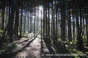 Russia launches forest plan to help offset fossil fuel industry emissions - National Observer