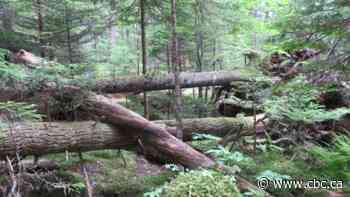 N.S. drafts updated old-growth forest policy, advocates say it doesn't go far enough - CBC.ca