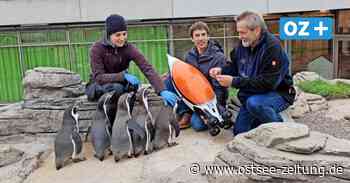 Stralsund: Pinguine als Vorbild für Unterwasser-Fahrzeuge - Ostsee Zeitung