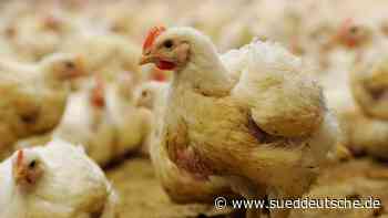 Geflügelpest in Vorpommern: 20 von 80 Wildenten infiziert - Süddeutsche Zeitung