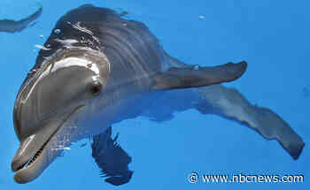 Winter, star of 'Dolphin Tale' movies, is in critical condition