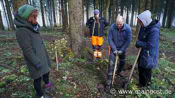 Warum angehende Bildhauer in Bischofsheim Bäume pflanzen - Main-Post