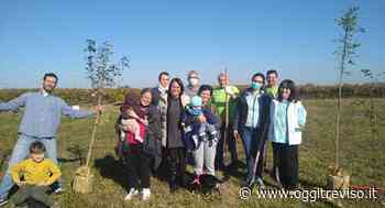 40 nuovi alberi donati ai neonati di Silea | Oggi Treviso | News | Il quotidiano con le notizie di Treviso e Provincia: Oggitreviso - Oggi Treviso