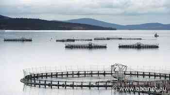 The world's biggest meat processor says Huon Aquaculture is the start of its foray into seafood