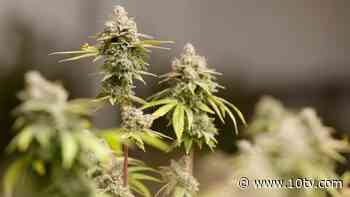 Ohio senators mulling major revisions to medical marijuana system - 10TV