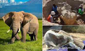 Fossilized cranium of 4.5 million-year-old elephant shows how it become the dominant speices