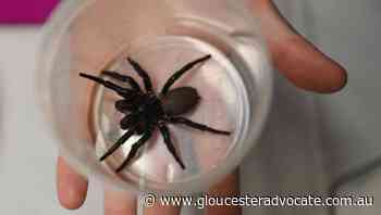 Massive deadly spider set to save lives - Gloucester Advocate