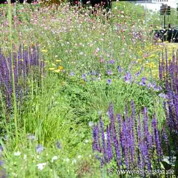 Park in Essen soll pflegeleichter werden - Radio Essen