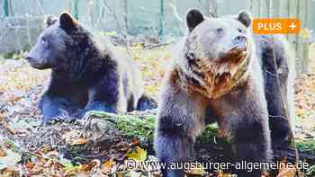 Die Braunbären Bengt und Björn überwintern im Augsburger Zoo