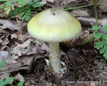 MANDURIA - Rubati, da un'auto in sosta, diversi chili di ovuli di funghi: alcuni potrebbero essere velenosi - ManduriaOggi