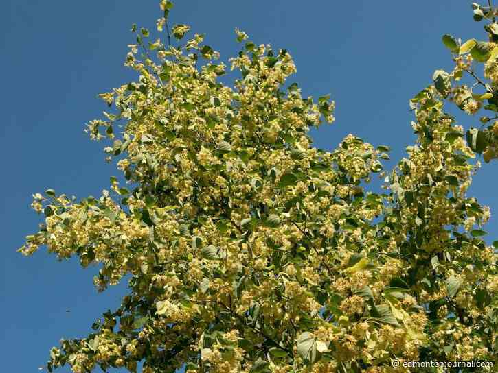 Growing Things: Water is the elixir for tree life