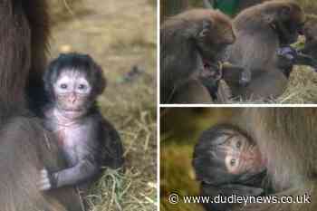 PICTURES: Dudley Zoo welcomes two new geladas | Dudley News - Dudley News