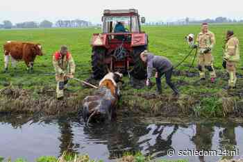 Brandweer en boer halen koe uit de sloot aan Groeneweg - https://schiedam24.nl/