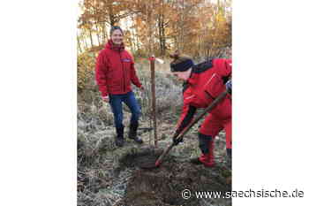 Riesa: Schmiedewerker pflanzen Bäume für den Klimawandel - Sächsische.de